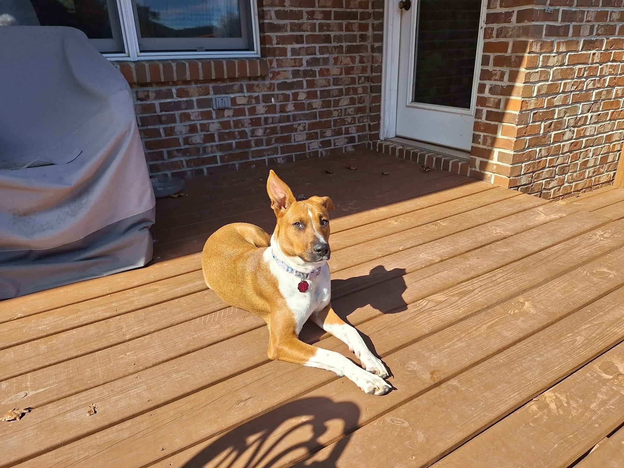 Enlarge Sweetie Pie, an adopted mixed breed in Gadsden, AL image 3/4