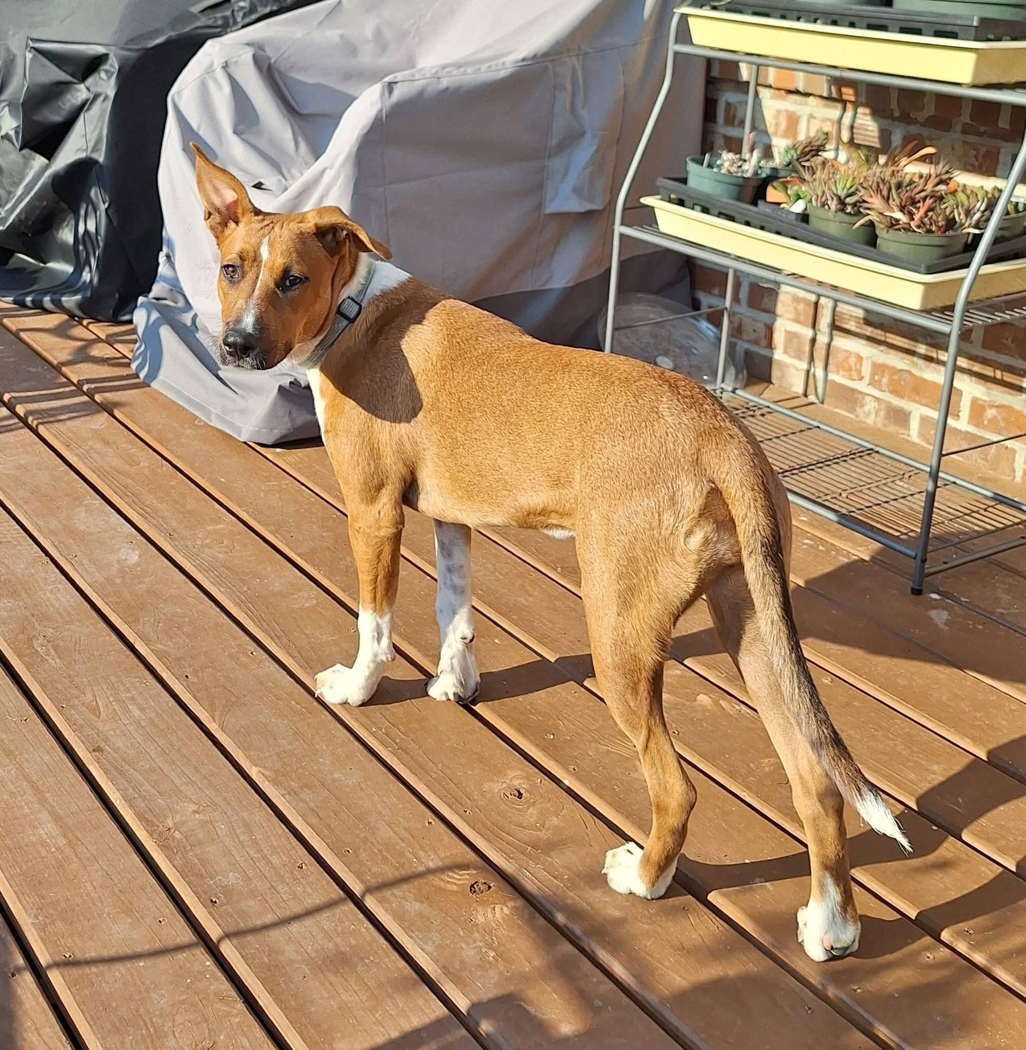 Sweetie Pie thumbnail 3