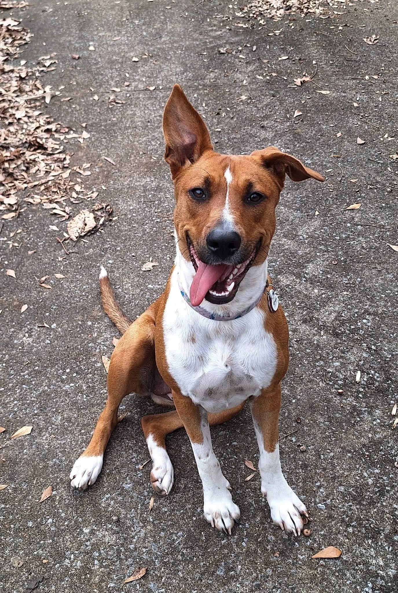 Enlarge Sweetie Pie, an adopted mixed breed in Gadsden, AL image 1/4