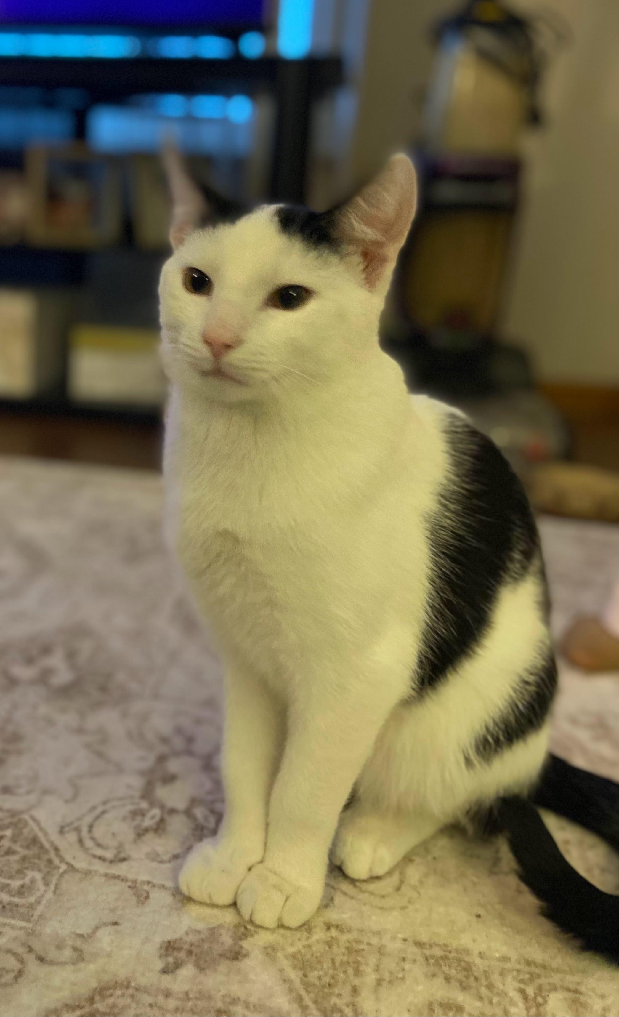 Enlarge Jay Jay, a ADOPTABLE Domestic Short Hair in Canal Fulton, OH image 2/2