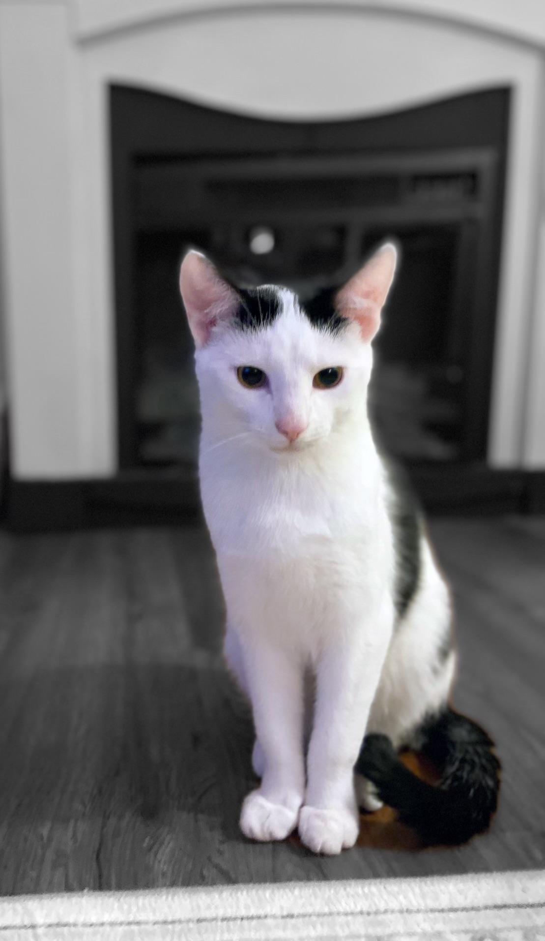 Enlarge Jay Jay, a ADOPTABLE Domestic Short Hair in Canal Fulton, OH image 1/2