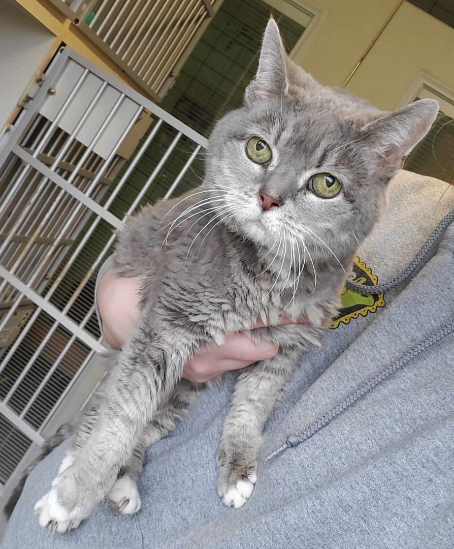 Cat for adoption Bella, a Tabby & Domestic Short Hair Mix in