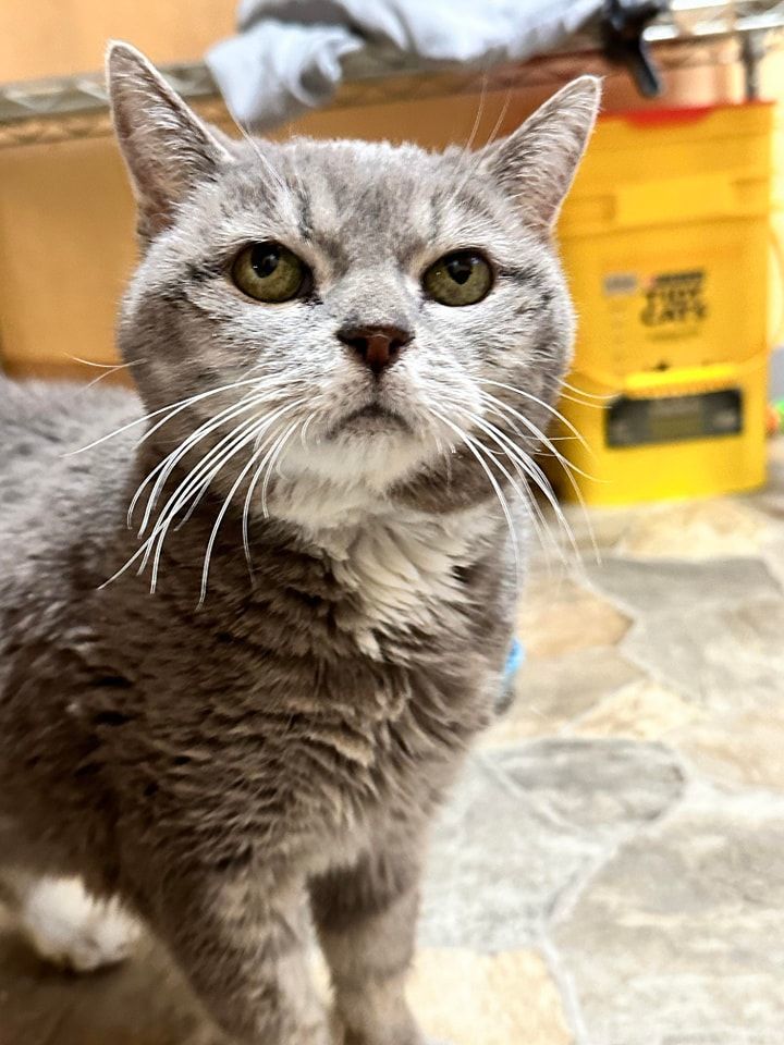 Cat for adoption Bella, a Tabby & Domestic Short Hair Mix in