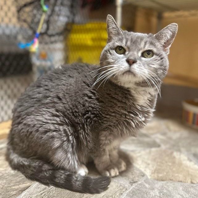 Cat for adoption Bella, a Tabby & Domestic Short Hair Mix in