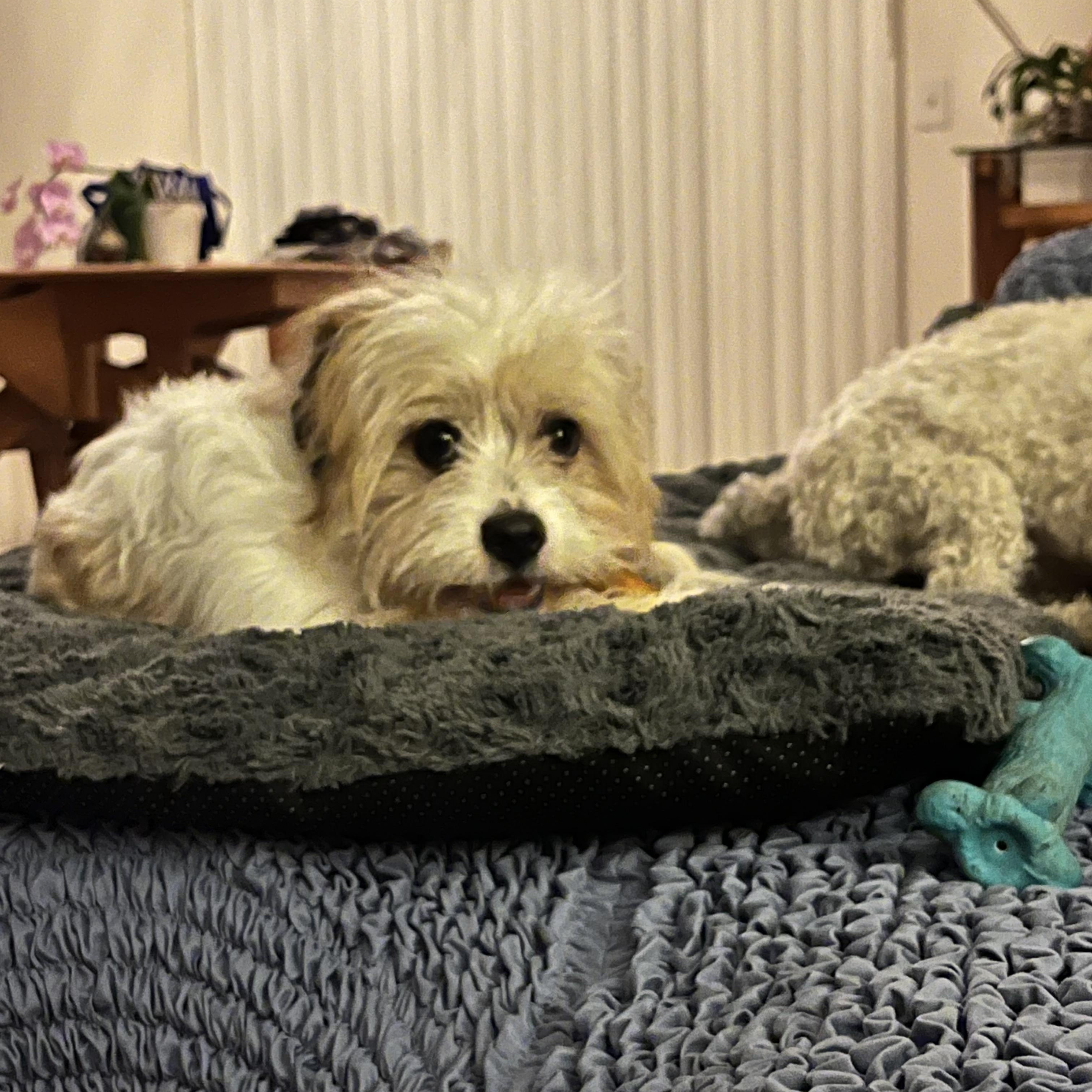 Enlarge Dior, a ADOPTABLE mixed breed in Bradenton, FL image 5/6