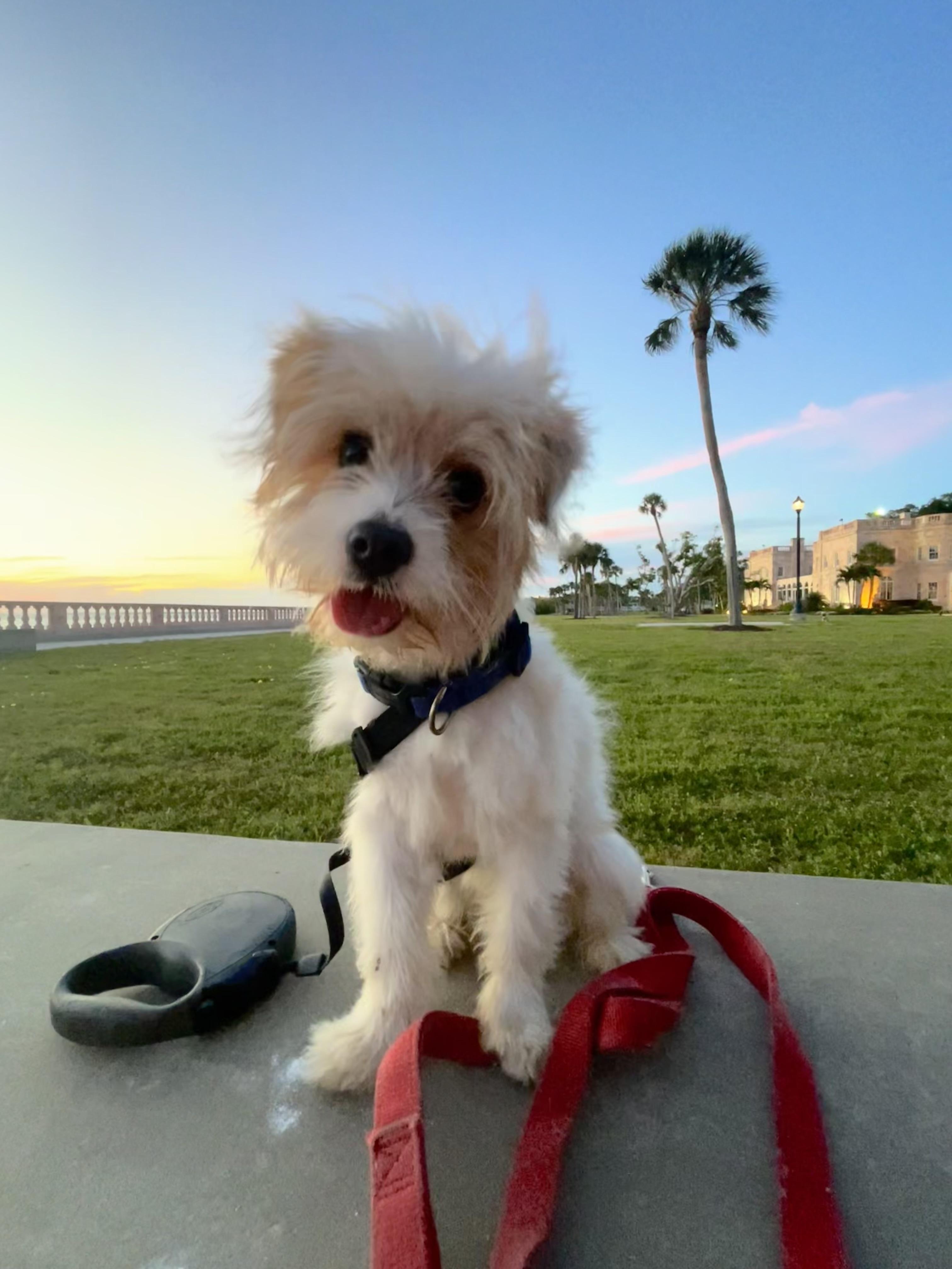Dior, ADOPTABLE, Puppy Female Morkie.