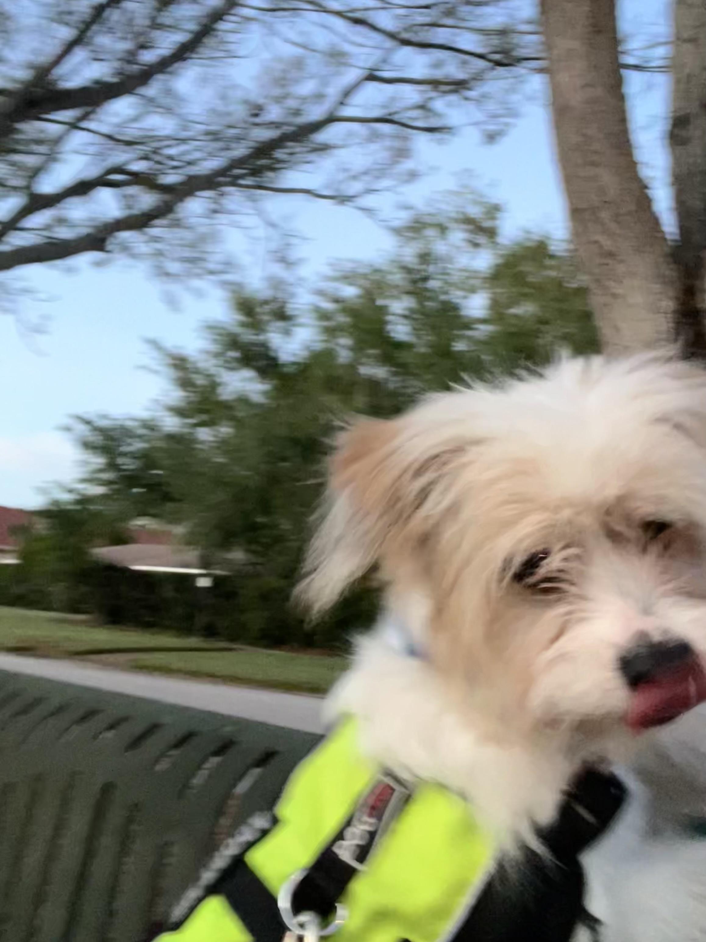 Enlarge Dior, a ADOPTABLE mixed breed in Bradenton, FL image 4/6