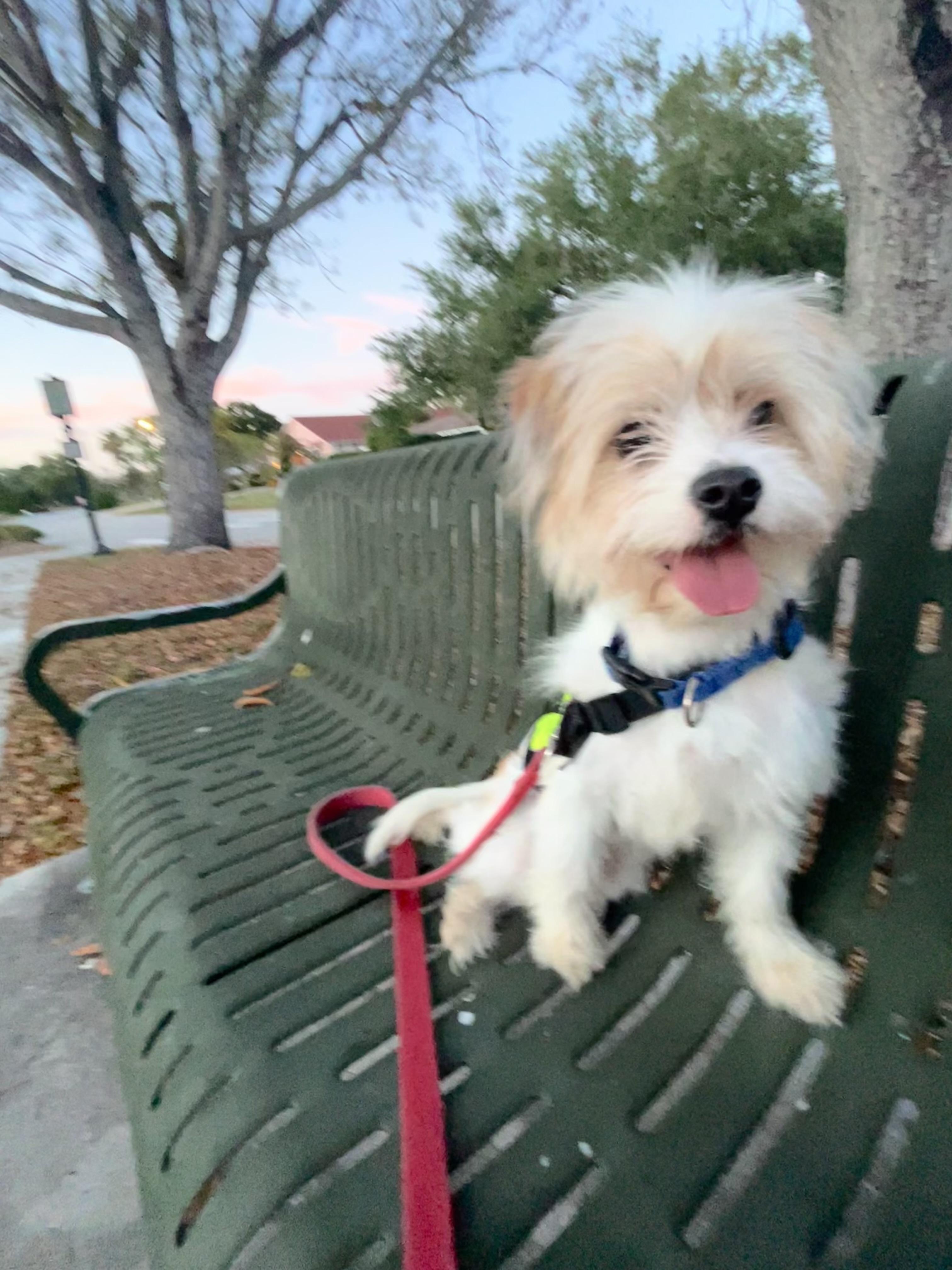 Enlarge Dior, a ADOPTABLE mixed breed in Bradenton, FL image 3/6