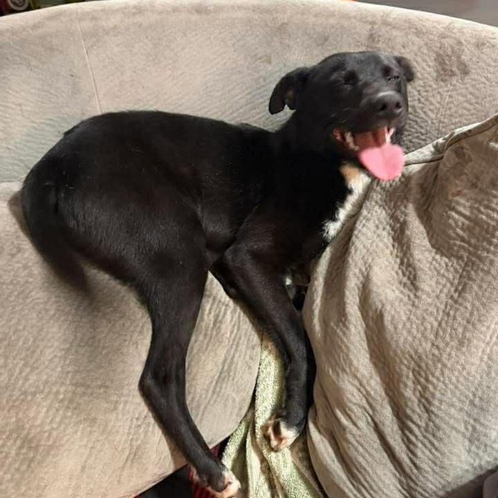 Enlarge Marshmallow, a ADOPTABLE mixed breed in Washington, PA image 2/3