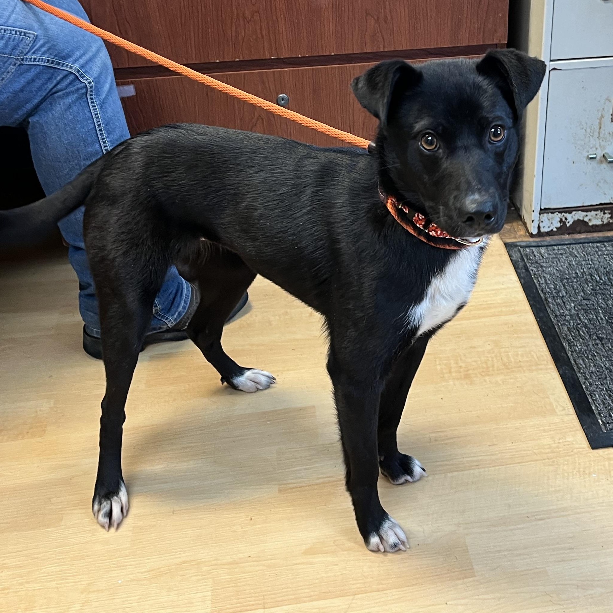 Marshmallow, ADOPTABLE, Young Female Mixed Breed & Border Collie.