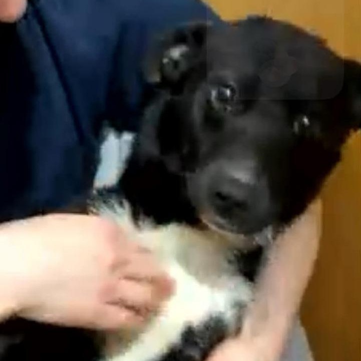 Marshmallow, ADOPTABLE, Young Female Mixed Breed.