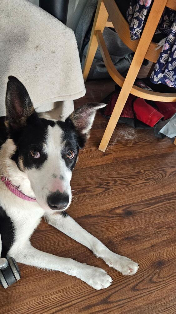 Enlarge Dinah #1218, a ADOPTABLE Border Collie in Allen, TX image 3/4