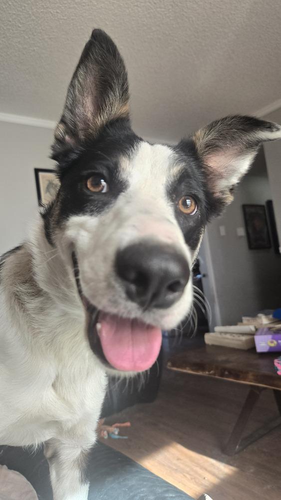 Dinah #1218, ADOPTABLE, Young Female Border Collie.