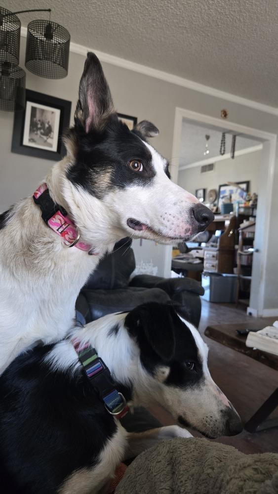 Enlarge Dinah #1218, a ADOPTABLE Border Collie in Allen, TX image 2/4