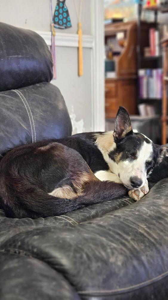 Enlarge Dinah #1218, a ADOPTABLE Border Collie in Allen, TX image 4/4