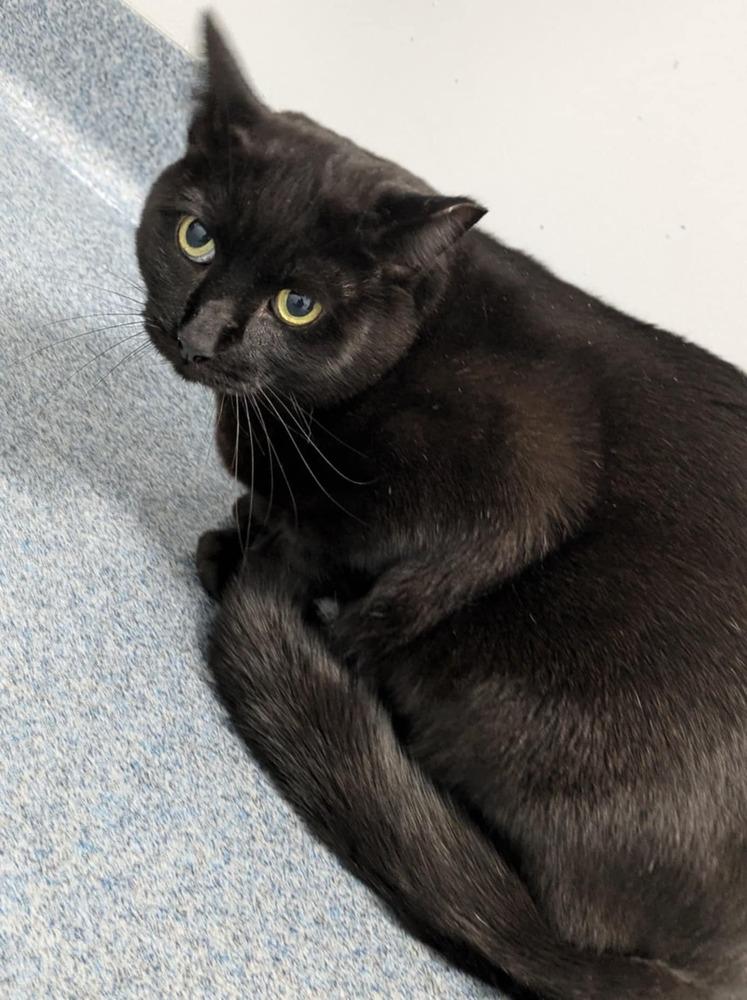 Enlarge Sunshine, a Adoptable Domestic Short Hair in Raleigh, NC image 2/5