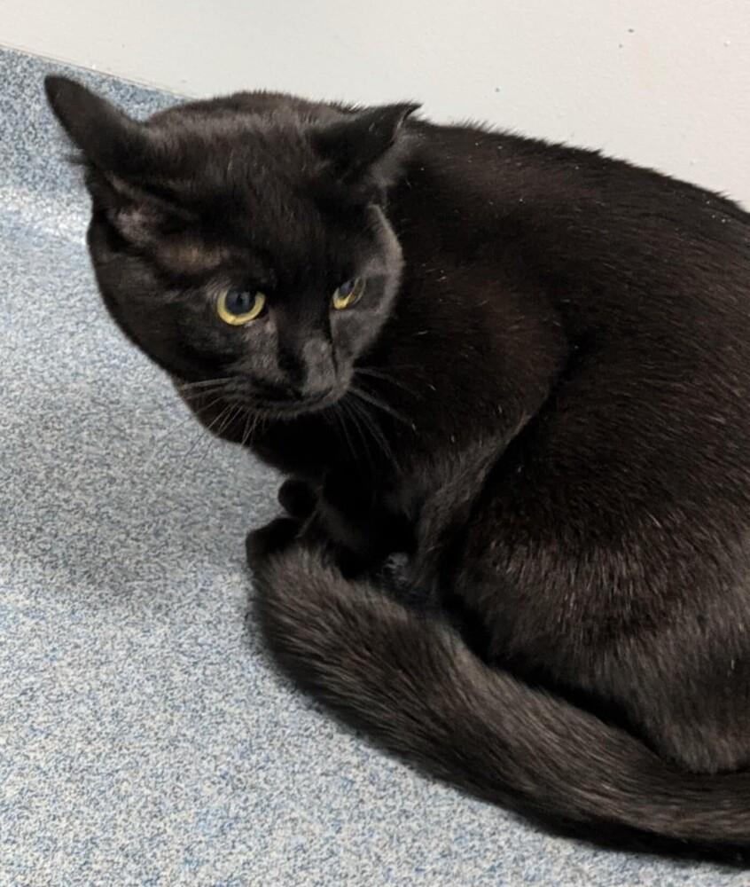 Enlarge Sunshine, a Adoptable Domestic Short Hair in Raleigh, NC image 3/5