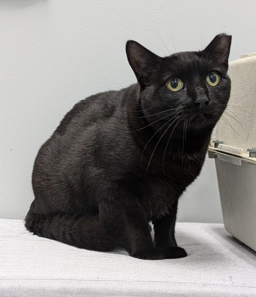 Enlarge Sunshine, a Adoptable Domestic Short Hair in Raleigh, NC image 2/3
