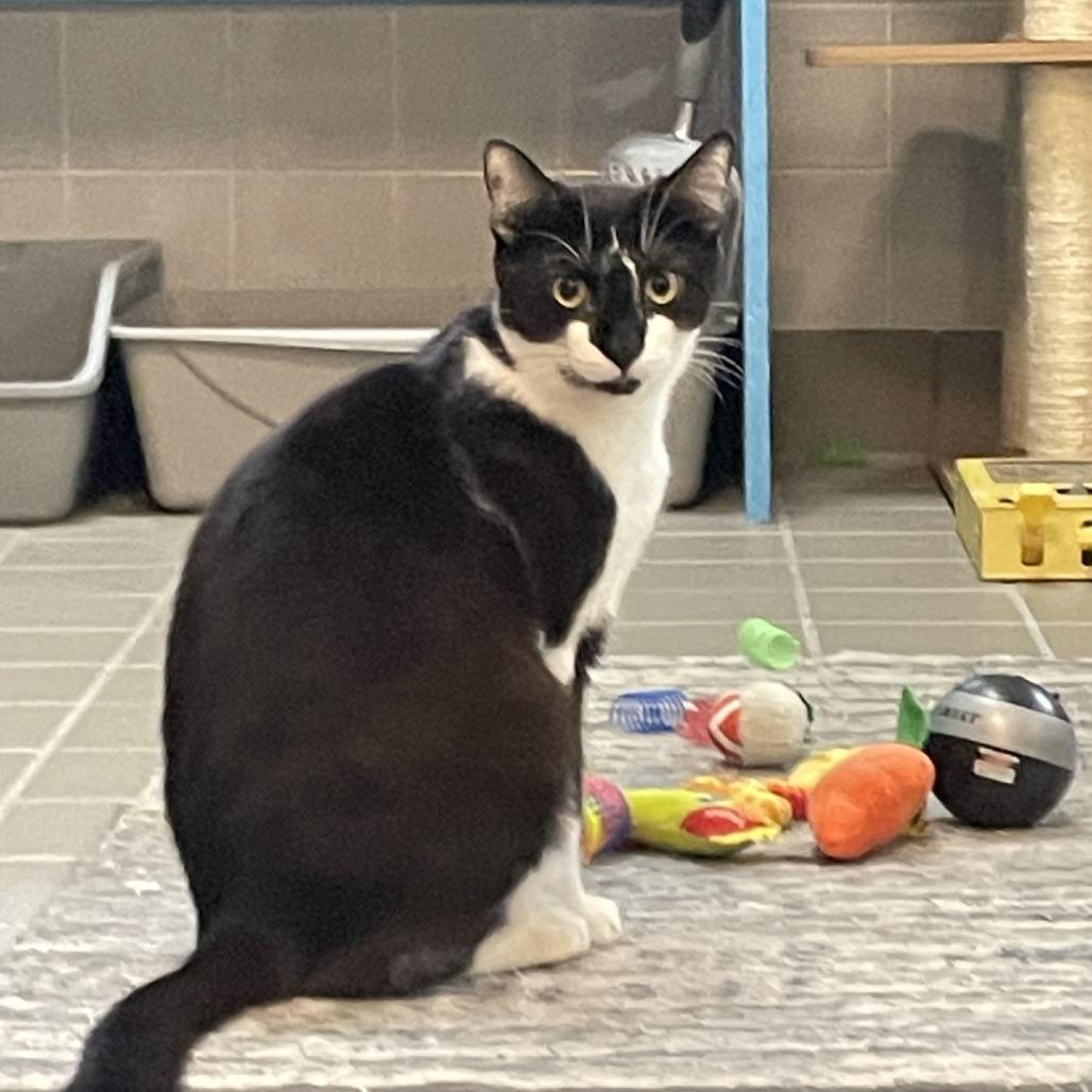 Wishbone, Adoptable, Young Male Domestic Short Hair.