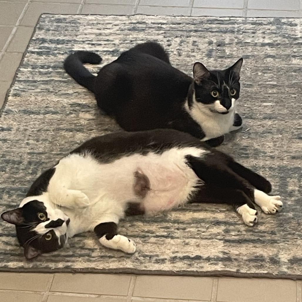 Wishbone, a Adoptable Domestic Short Hair in Westhampton, NY image 4/6