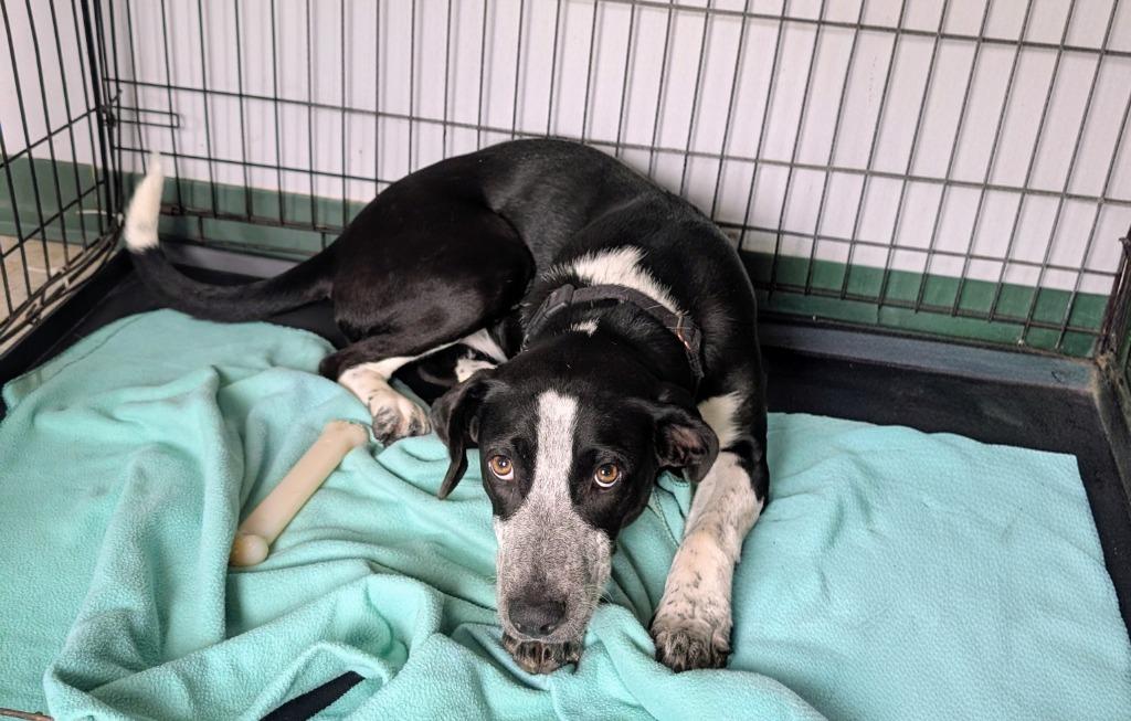 Shy, ADOPTABLE, Young Female Labrador Retriever.