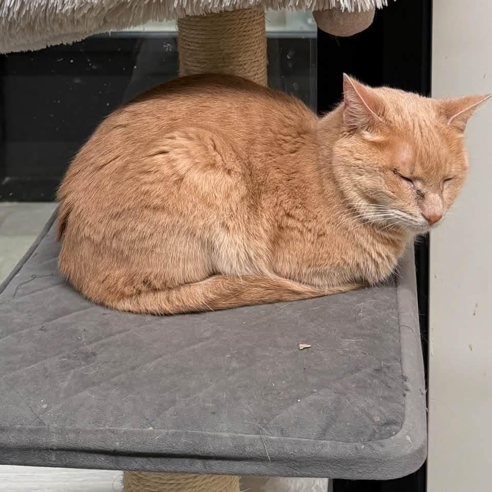 Enlarge Cardiff, a Adoptable Domestic Short Hair in Evanston, IL image 2/2