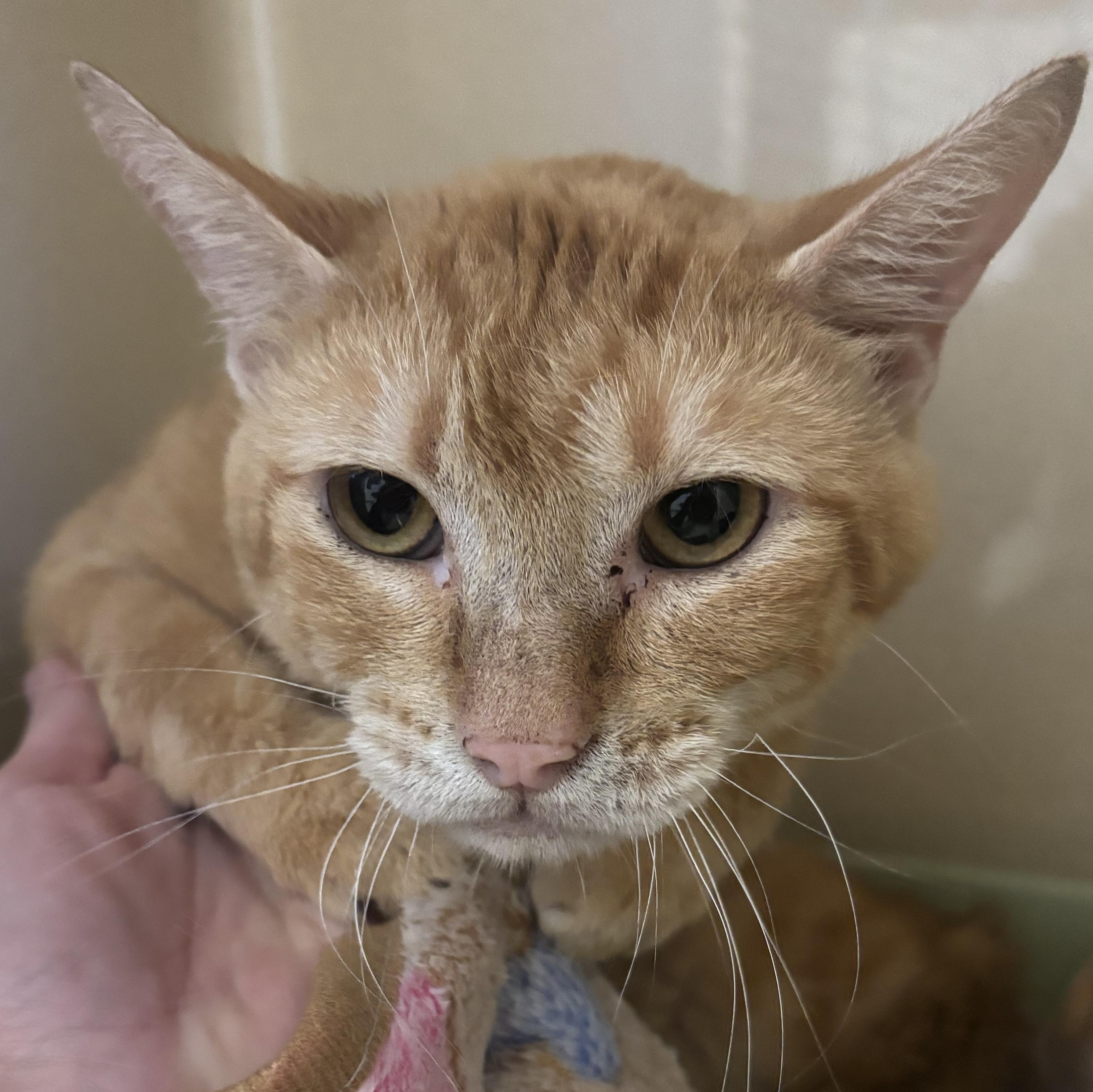Enlarge Cardiff, a ADOPTABLE Domestic Short Hair in Evanston, IL image 1/1
