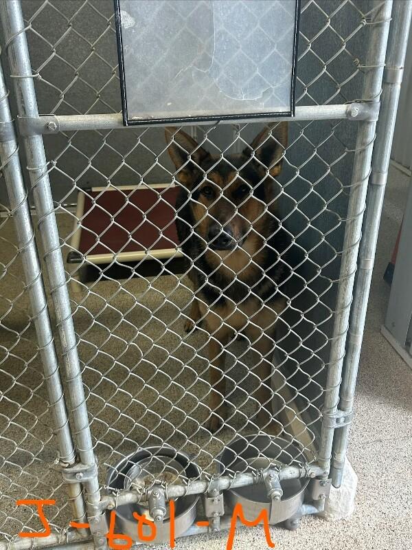 Enlarge Jet, a Adoptable German Shepherd Dog in Supply, NC image 1/2