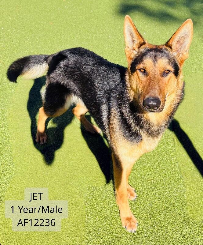 Enlarge Jet, a Adoptable German Shepherd Dog in Supply, NC image 2/2