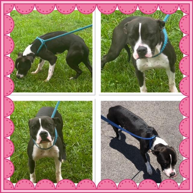 CUPCAKE, ADOPTABLE, Young Female Pit Bull Terrier.