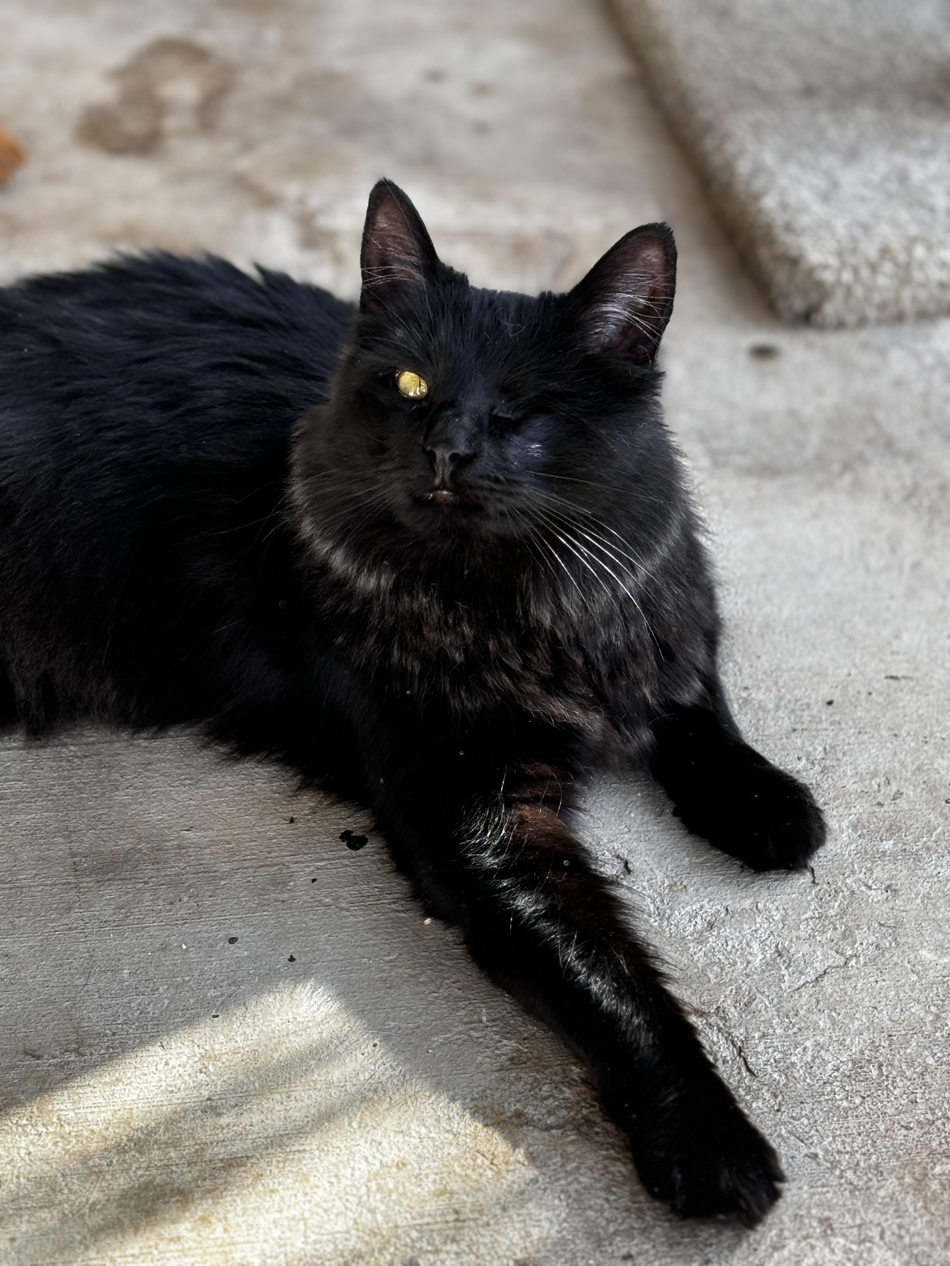 Catrina, Adoptable, Adult Female Domestic Short Hair.