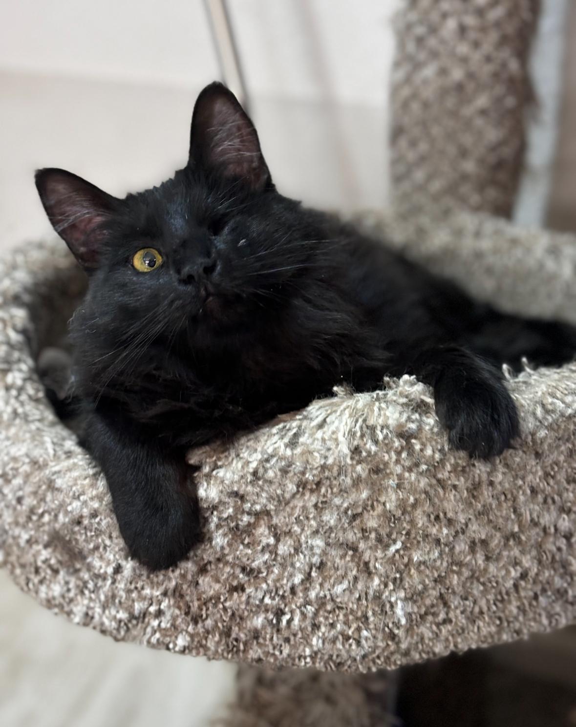 Catrina, a Adoptable Domestic Short Hair in Helendale, CA image 2/2