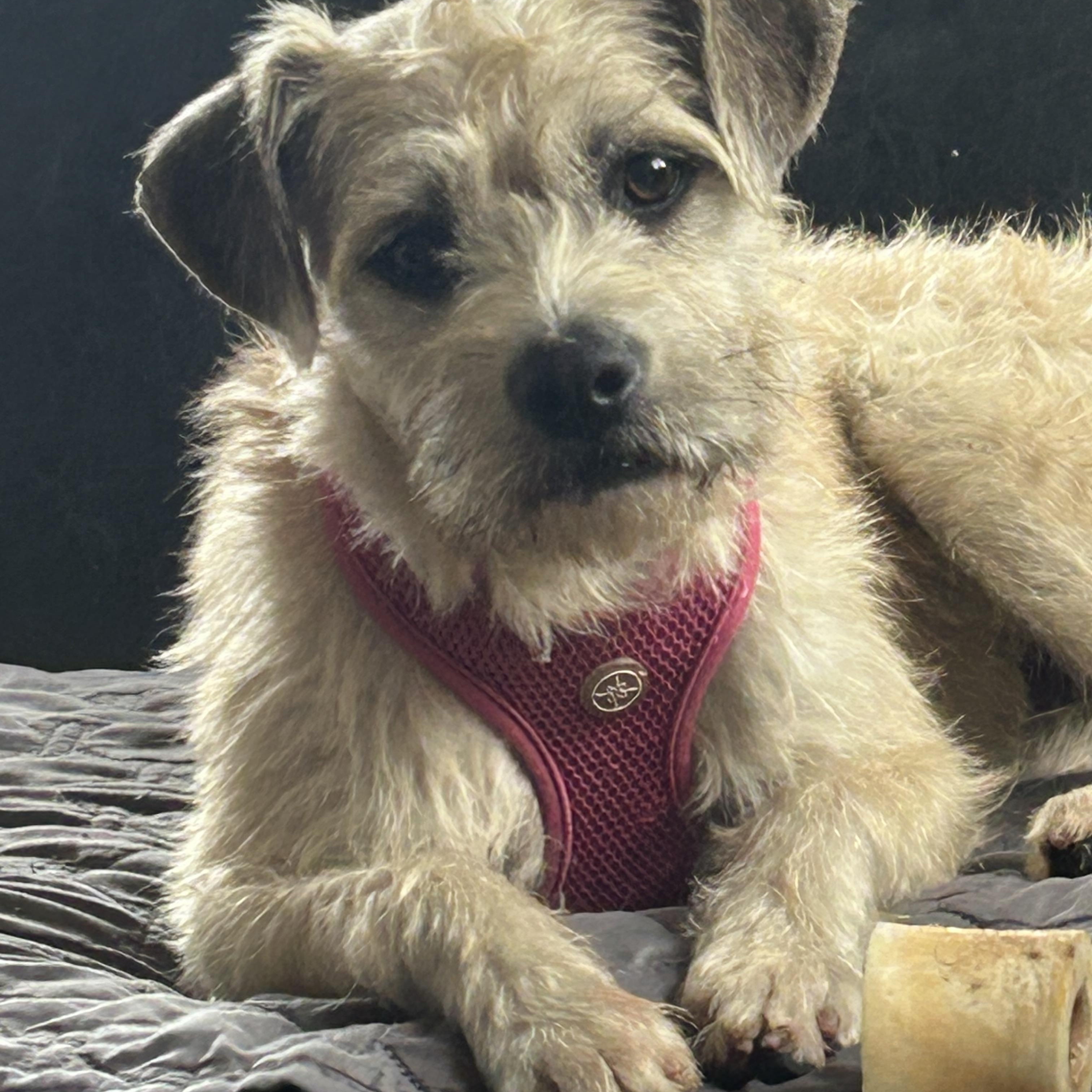Luna, Adoptable, Young Female Border Terrier.