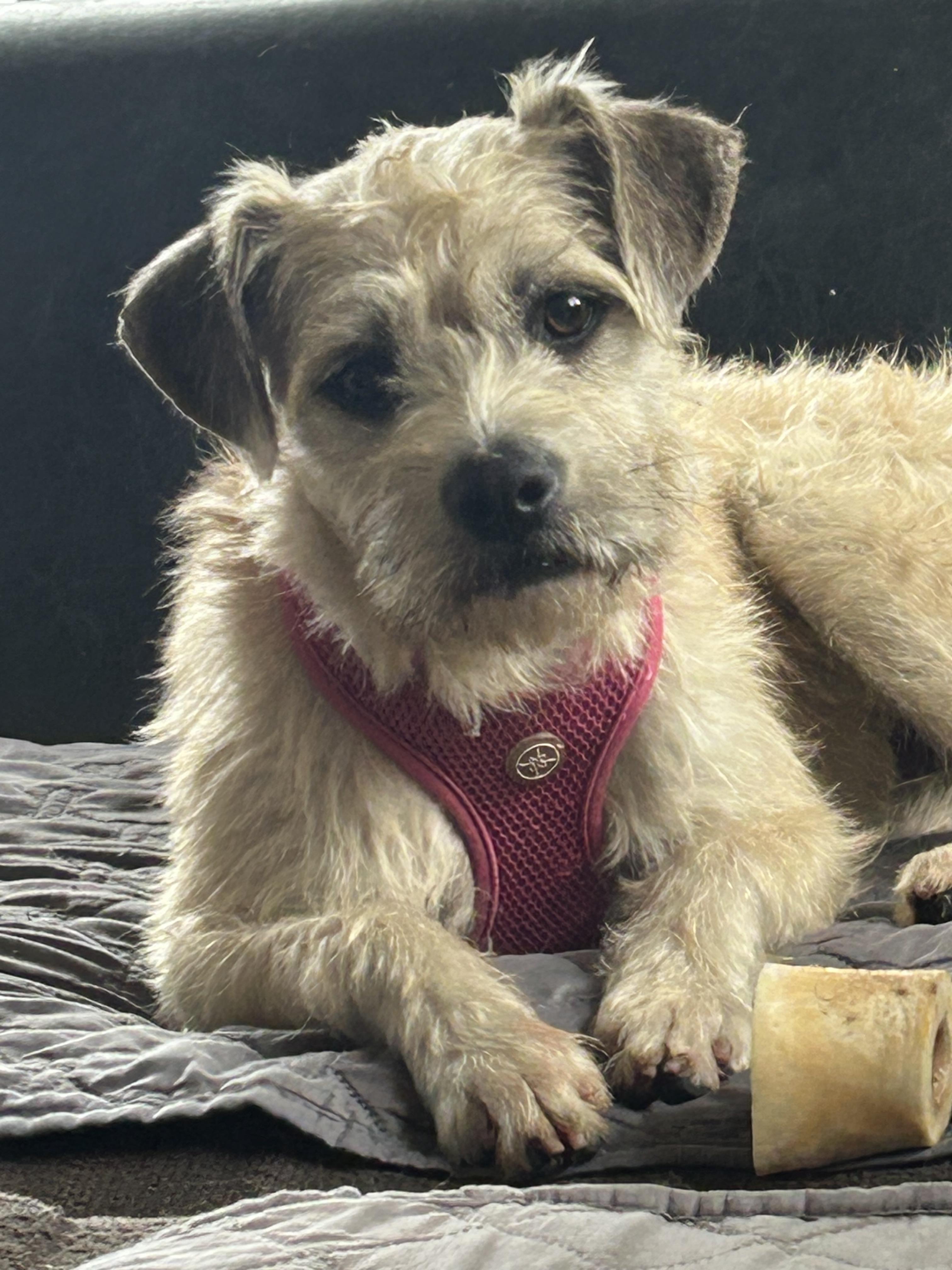 Photo of Young Female Border Terrier Apricot / Beige
