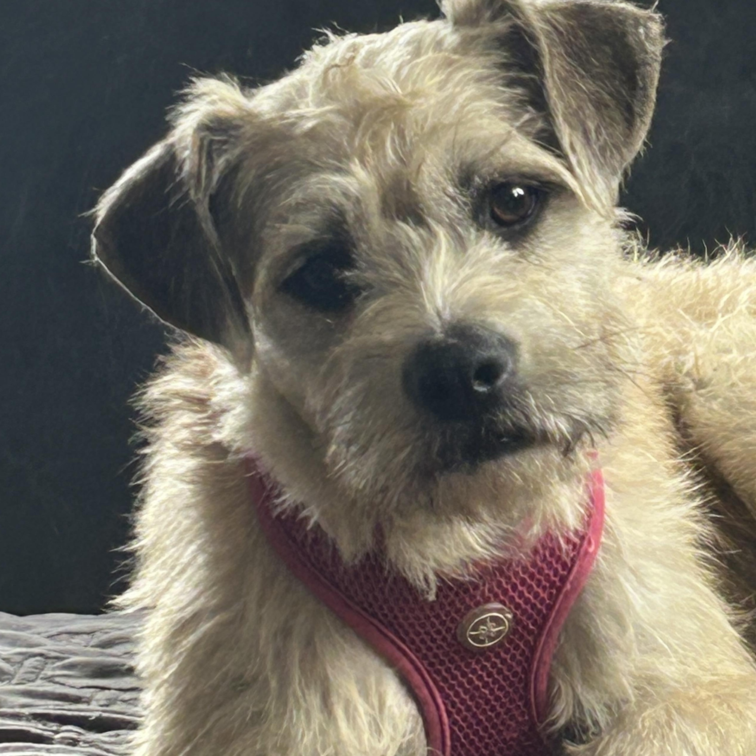 Luna, Adoptable, Young Female Border Terrier.