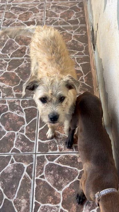 Enlarge Luna, a Adoptable Border Terrier in San Diego, CA video 3/4