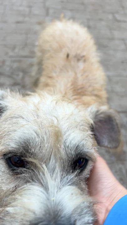 Enlarge Luna, a Adoptable Border Terrier in San Diego, CA video 4/4