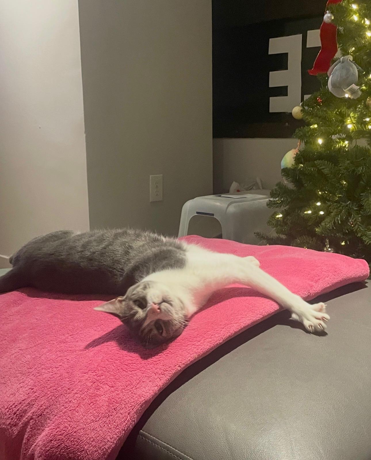 Enlarge Rice, an adopted Domestic Short Hair in Cambridge, MA image 1/3