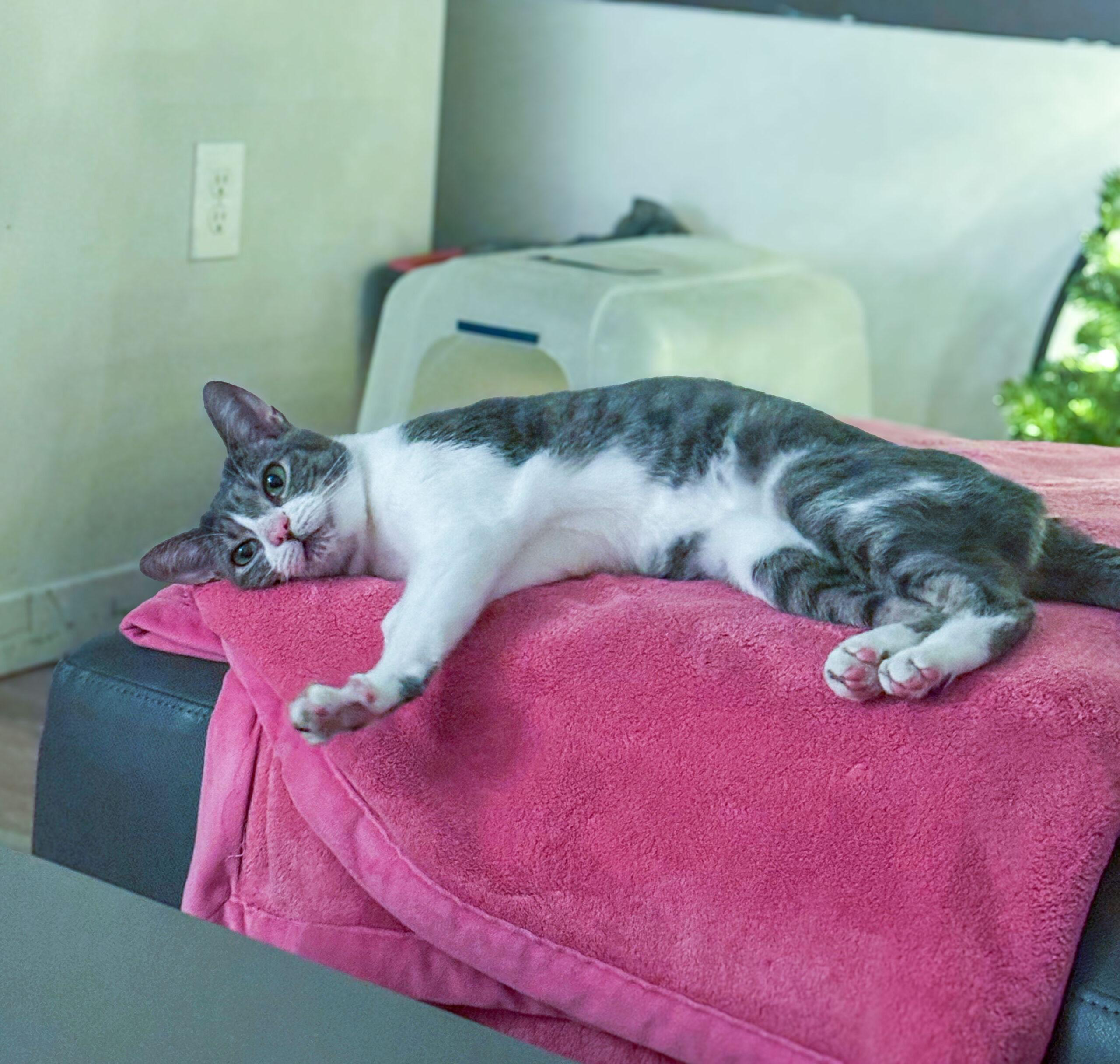 Enlarge Rice, an adopted Domestic Short Hair in Cambridge, MA image 2/3