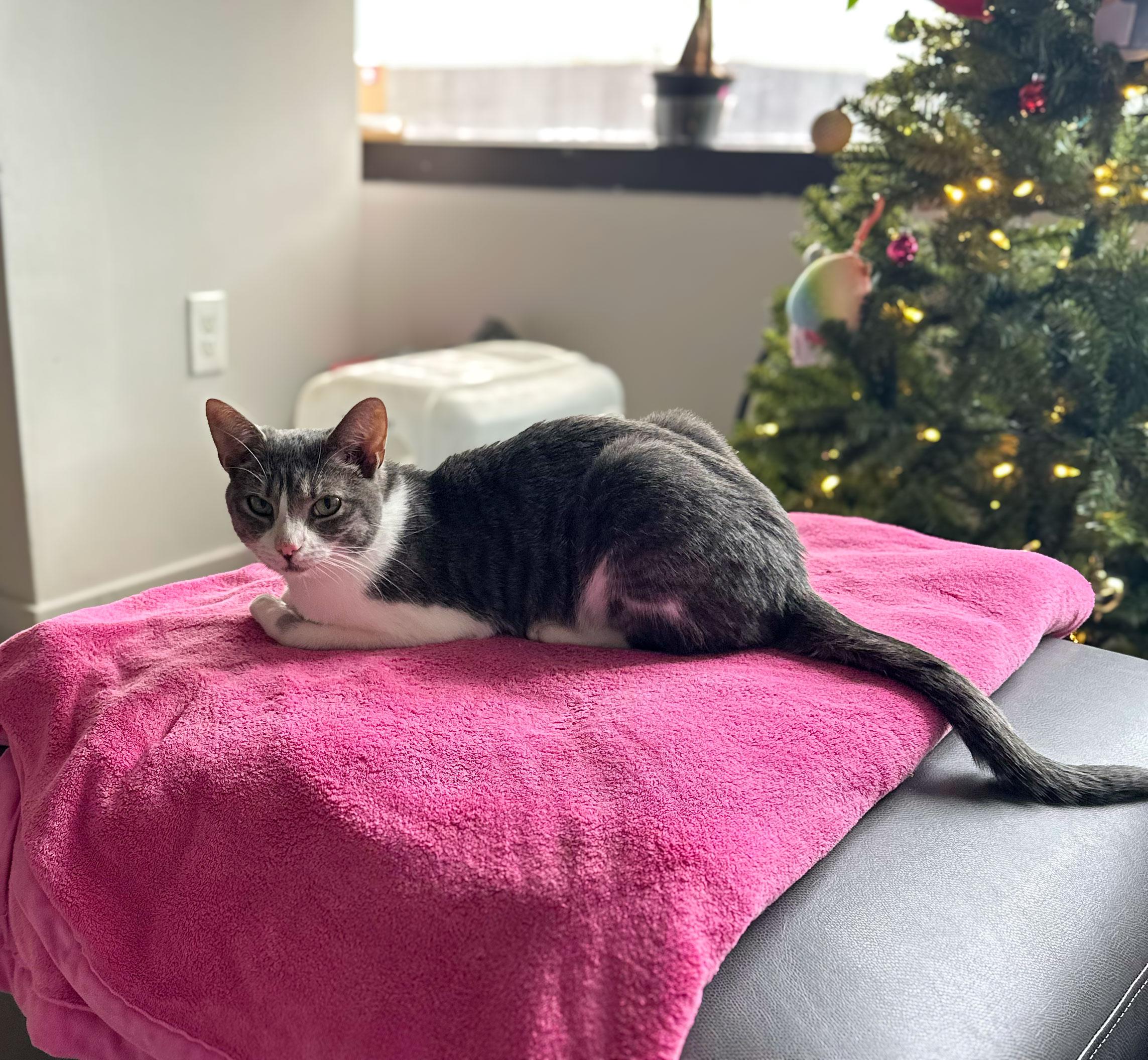 Enlarge Rice, an adopted Domestic Short Hair in Cambridge, MA image 3/3