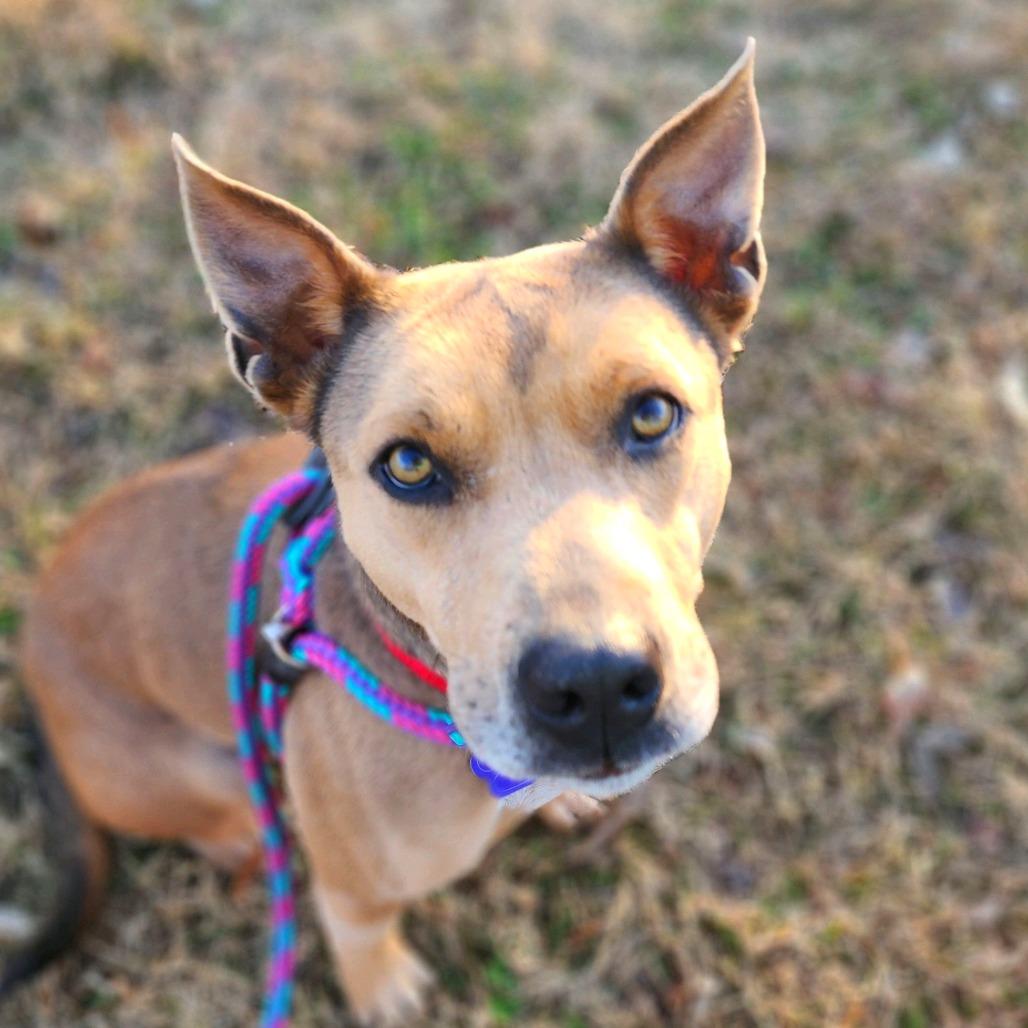 Flora, Adoptable, Adult Female Mixed Breed.