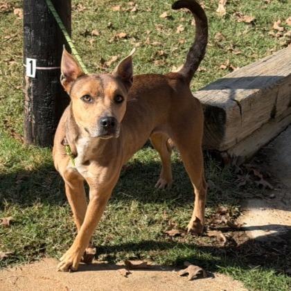 Enlarge Flora, a Adoptable mixed breed in Denison, TX image 3/4