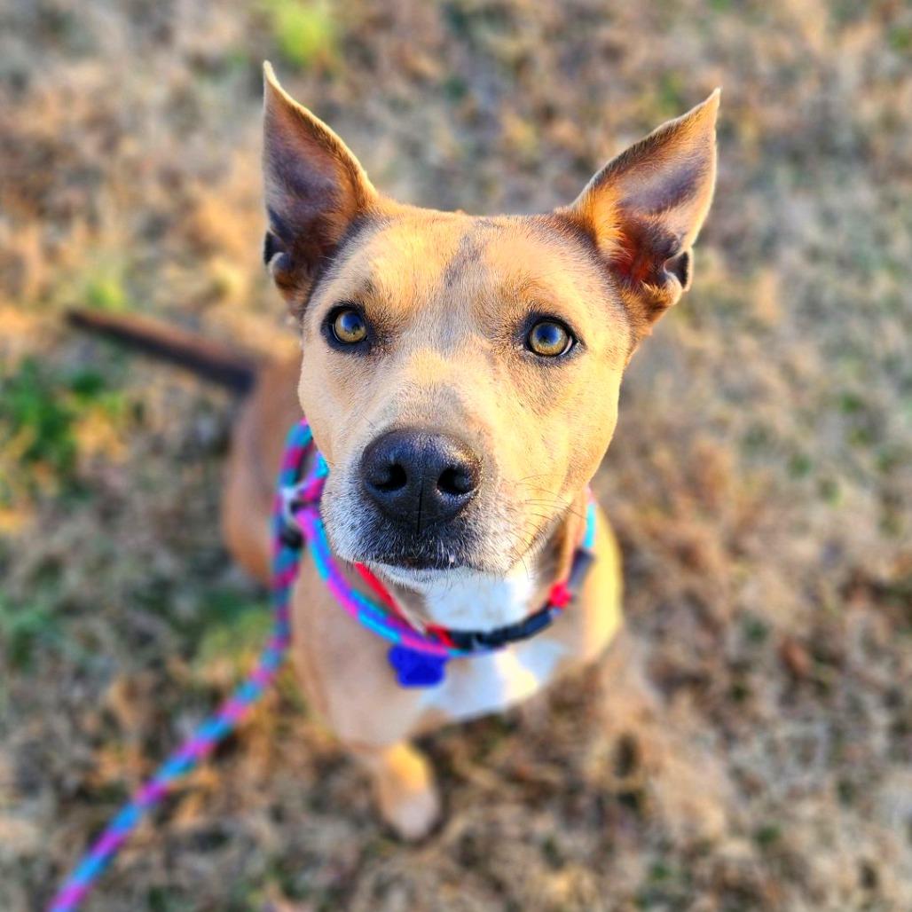 Enlarge Flora, a Adoptable mixed breed in Denison, TX image 4/4