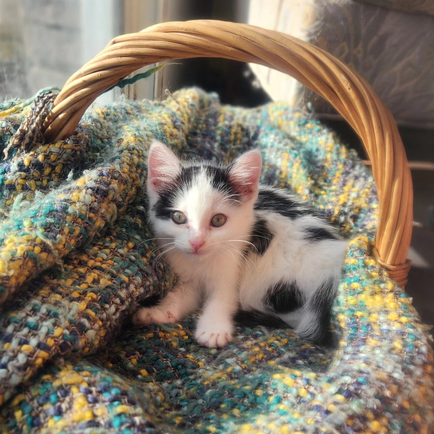 Beckett, adopted, Kitten Female Domestic Short Hair.