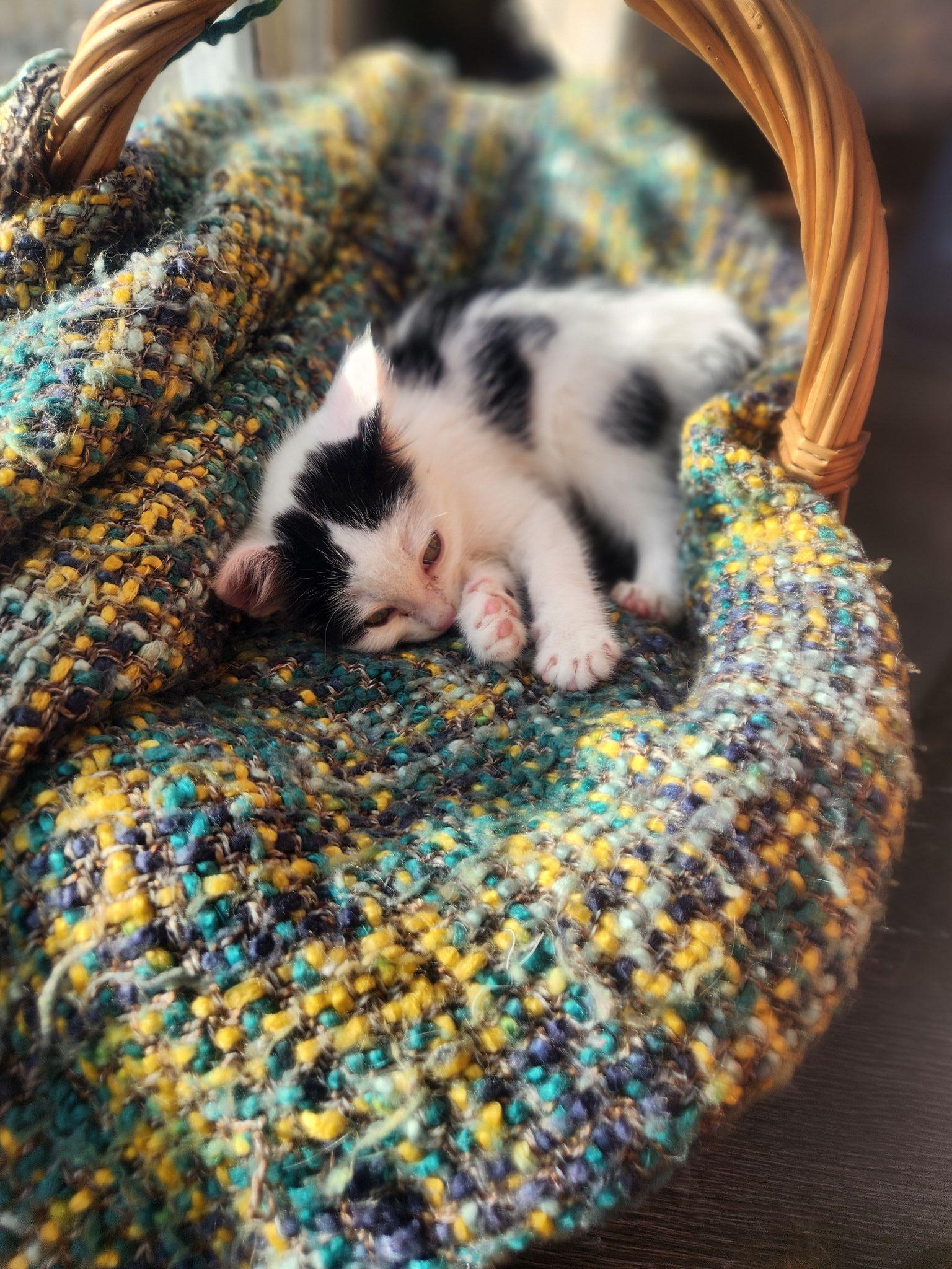 Enlarge Beckett, an adopted Domestic Short Hair in Bristol, QC image 2/3