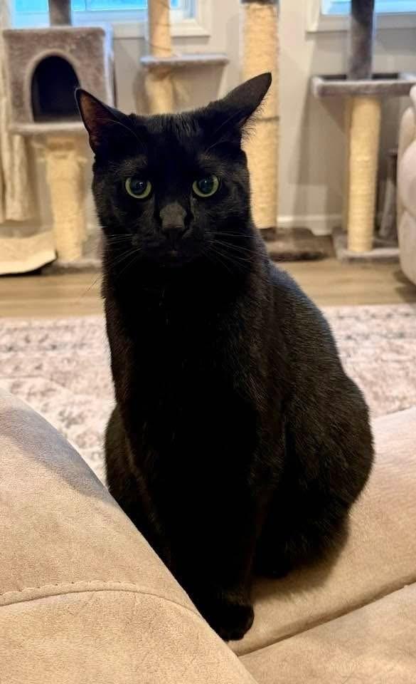 MAGGIE-adopt with Hazel, Adoptable, Adult Female Domestic Short Hair.