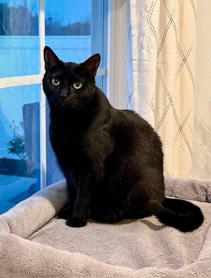 MAGGIE-adopt with Hazel, a Adoptable Domestic Short Hair in Burlington, NC image 2/4
