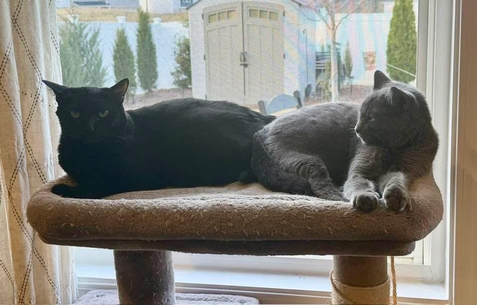MAGGIE-adopt with Hazel, a Adoptable Domestic Short Hair in Burlington, NC image 3/4