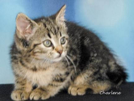 Rolly, Adoptable, Kitten Female Domestic Short Hair.
