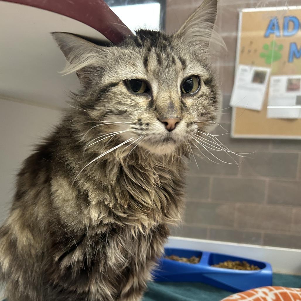 Enlarge Kiara, a Adoptable Domestic Long Hair in Cheyenne, WY image 1/4